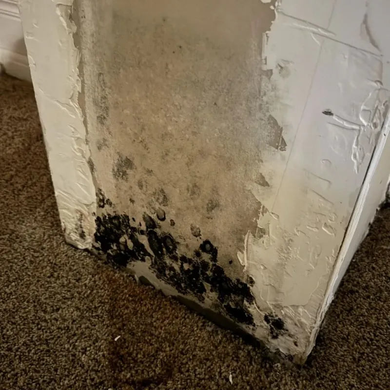 Professional Mold Removal in Hudson Bend, TX